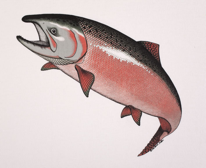 salmon-580